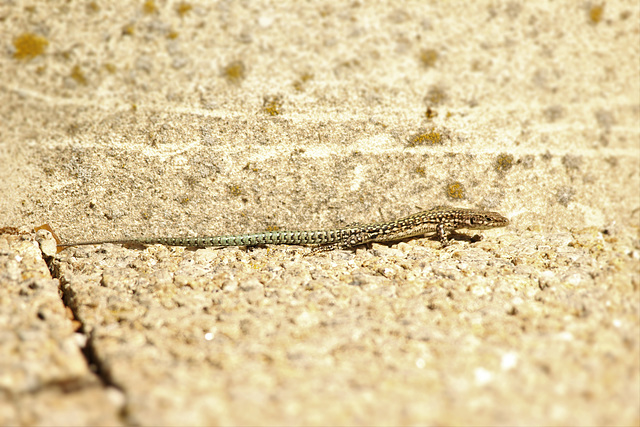 a queue vert turquoise...