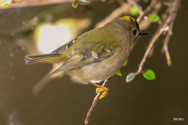 The Goldcrest family are back in residence