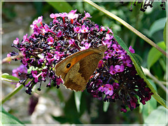 Au jardin avec note