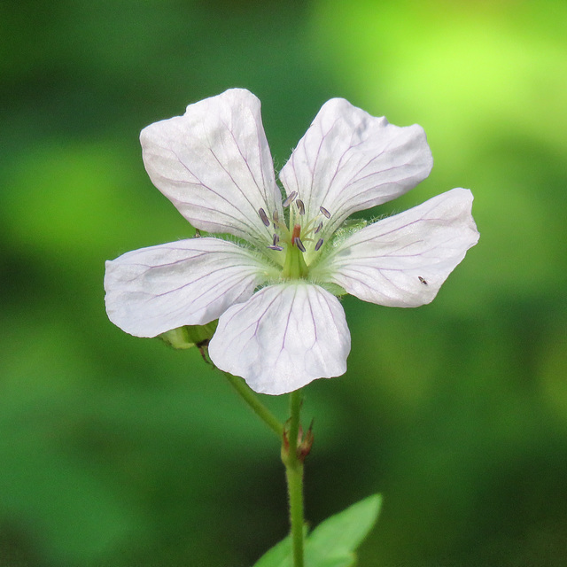 Richardson's Geranium / Geranium richardsonii Richardson's Geranium / Geranium richardsonii