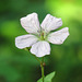 Richardson's Geranium / Geranium richardsonii