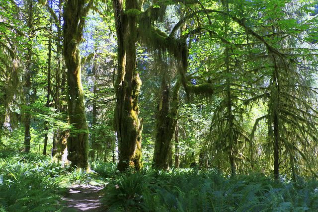 Hoh Rainforest