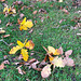 fallen Oak leaves