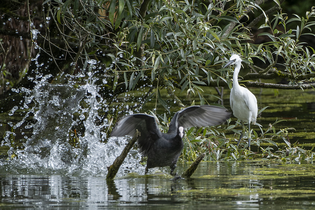 Seidenreiher mit Blässhuhn auf der Flucht