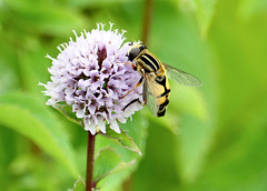 Schwebfliege auf einer Wasserminzen-Blüte
