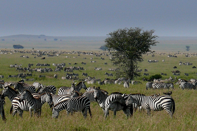 Ngorongoro Tanzanie