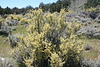 Blooming bitterbrush