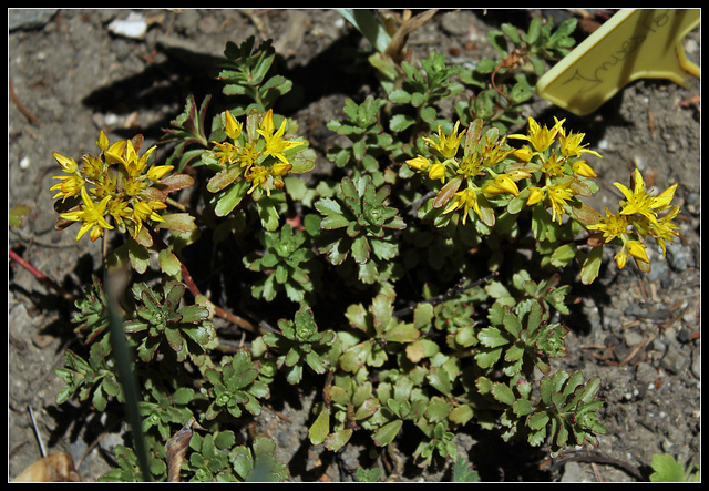 Sedum