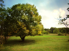 European Linden