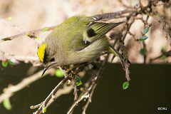 The Goldcrest family are back in residence