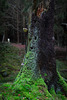 Waldmuth