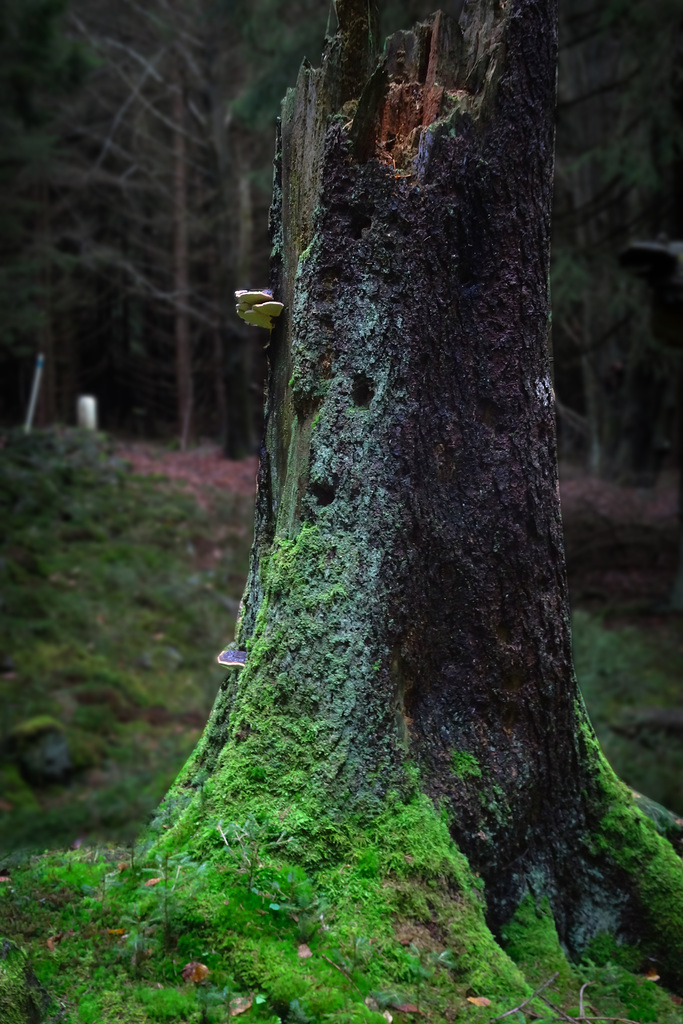 Waldmuth