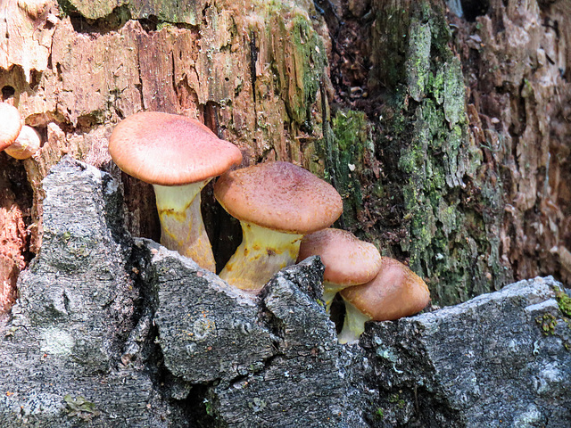 Fungi group