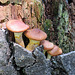 Fungi group
