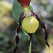 Orchidée sauvage : sabot de vénus