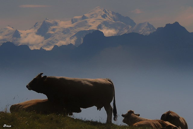 Abondances devant le Mt Blanc pour un lait...blanc