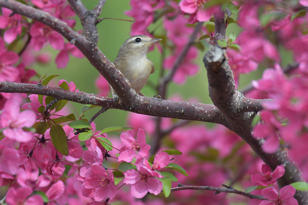 Warbling Vireo