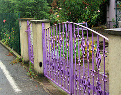 a purple fence