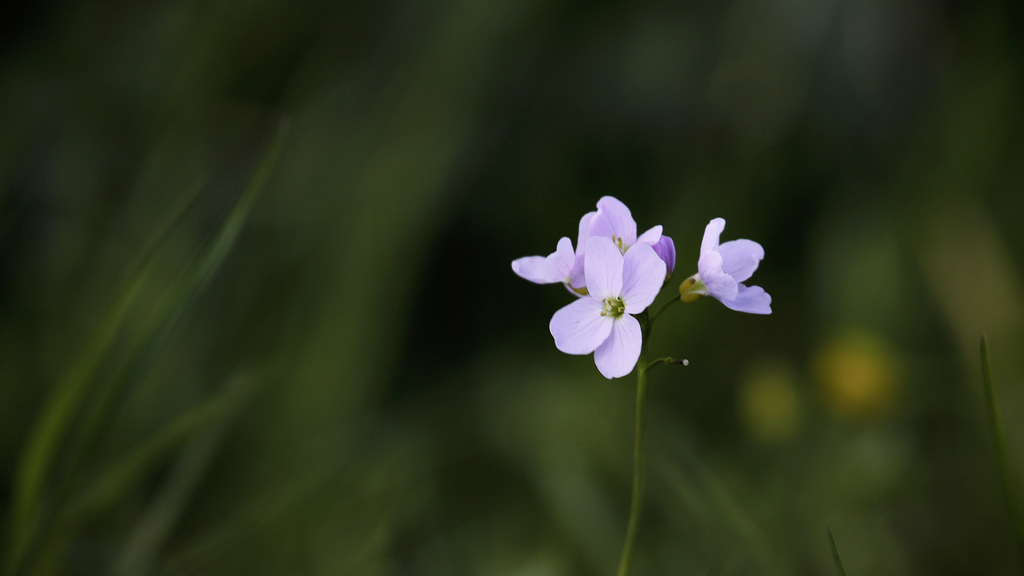 Cardamine des prés