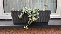 Green in Monochrome: Green (8) Green in Monochrome: Green (8)