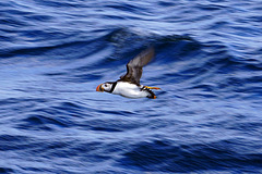 puffin in flight puffin in flight