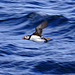 puffin in flight