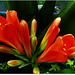 MON JARDIN