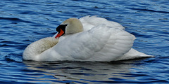 Swans on Killingworth Lake. N.Tyneside