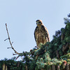 Juvenile Swainson's Hawk