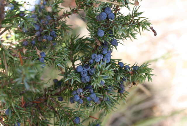 Juniper berries