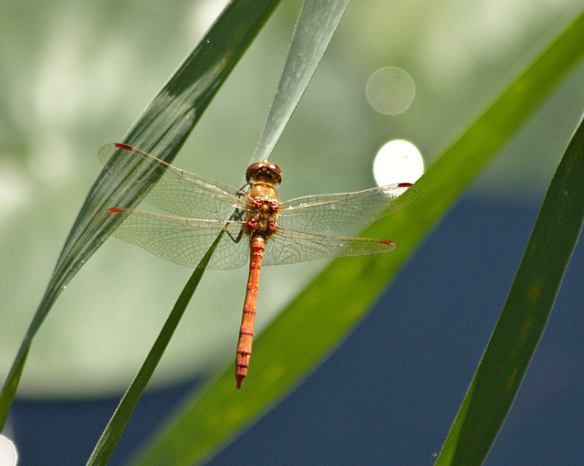 EF7A8719Dragonfly