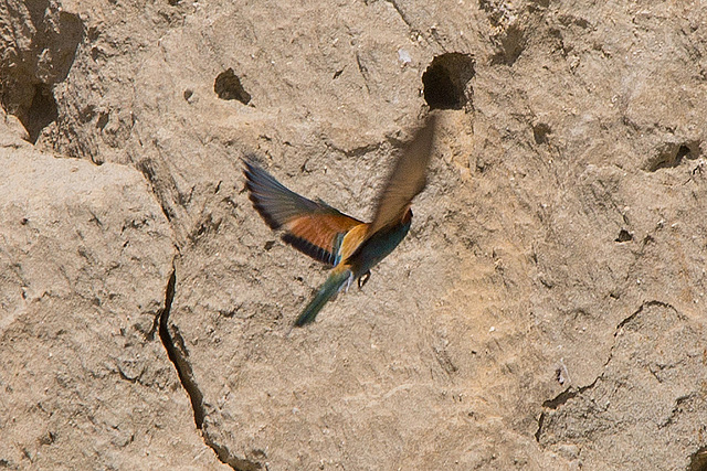 20170516 2915VRTw [A] Bienenfresser (Merops apiaster), Neusiedler See, [Oslib-Rust]