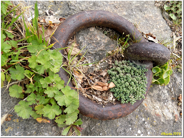 Rhône shore: old mooring ring