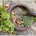 Rhône shore: old mooring ring