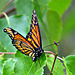 Viceroy (Limenitis archippus) No. 3 same day