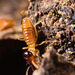 TermitesEF7A7611