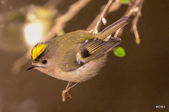 The Goldcrest family are back in residence