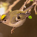 The Goldcrest family are back in residence