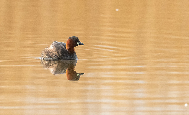 Little grebe