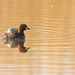 Little grebe