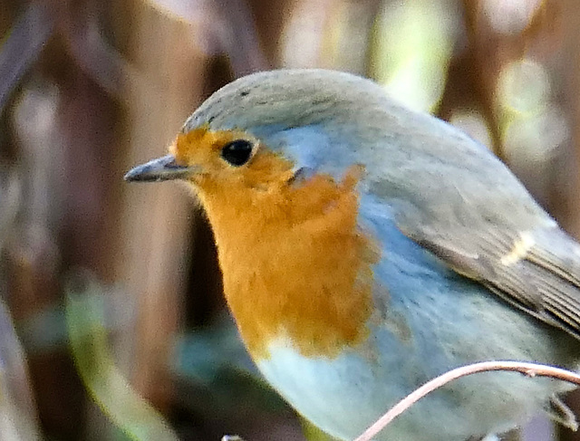Rotkehlchen