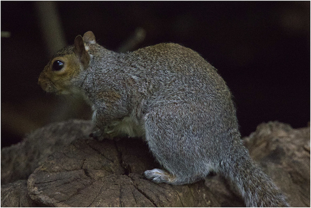 IMG 9388 Grey Squirrel