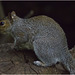 IMG 9388 Grey Squirrel