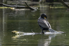 Kormoran