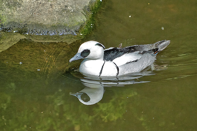 Smew (male) - Mergellus albellus