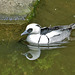 Smew (male) - Mergellus albellus