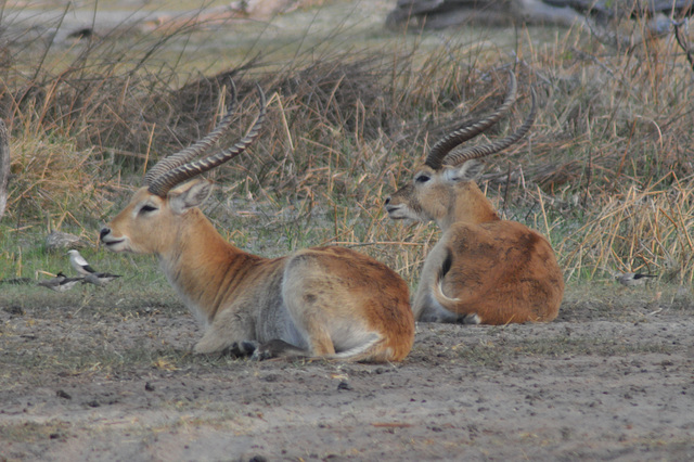 Leĉantilopoj. Okavango - Delto