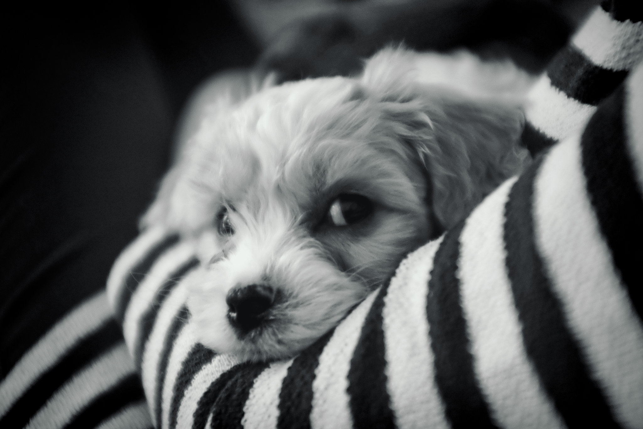 Oscar 2 mono