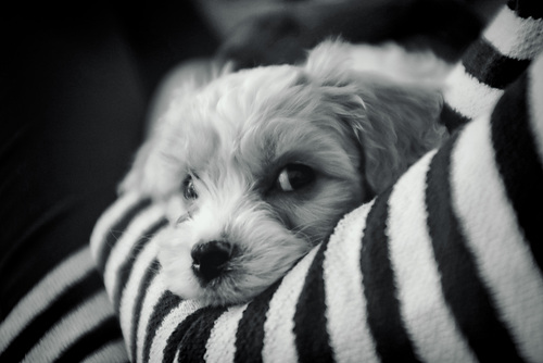 Oscar 2 mono