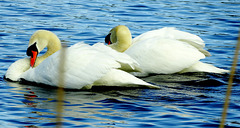 Swans on Killingworth Lake. N.Tyneside